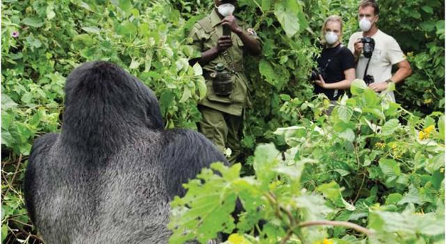 Insécurité dans le Parc de Virunga, l&rsquo;ong APDDH reclame justice